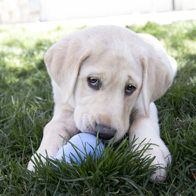 Kong Puppy Roze Of Blauw Assorti