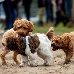 Overmatig blaffen bij Labradoodles verminderen
