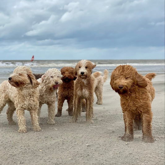 Wandelen met een Labradoodle: tips voor veilige en leuke wandelingen