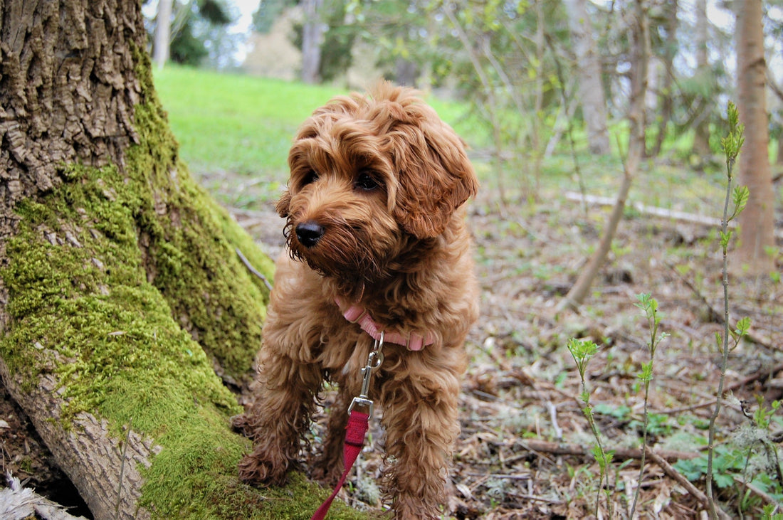Dagje uit met je hond: hondvriendelijke activiteiten