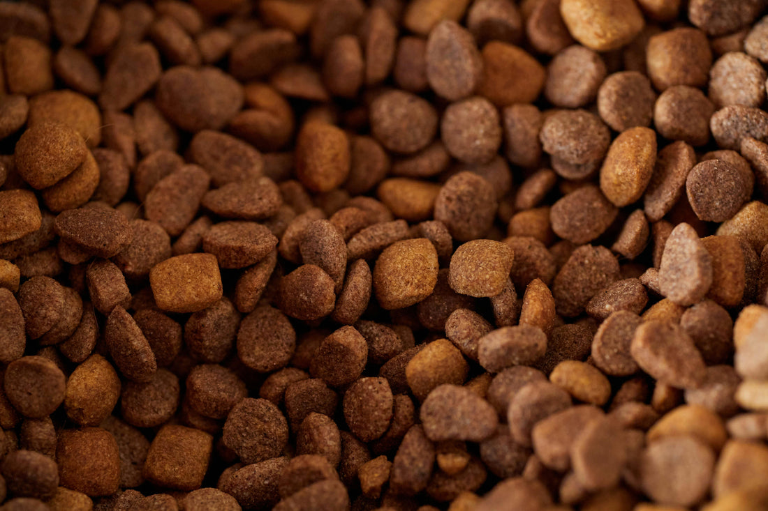 Voedselallergie bij Labradoodles herkennen: symptomen en oplossingen